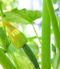 Bio Cuketa Alberello - Cucurbita pepo - bio semená - 5 ks