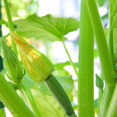 Bio Cuketa Alberello - Cucurbita pepo - bio semená - 5 ks