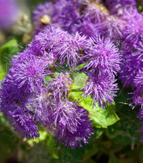 Agerát americký Red Sea - Ageratum houstonianum - semená - 30 ks