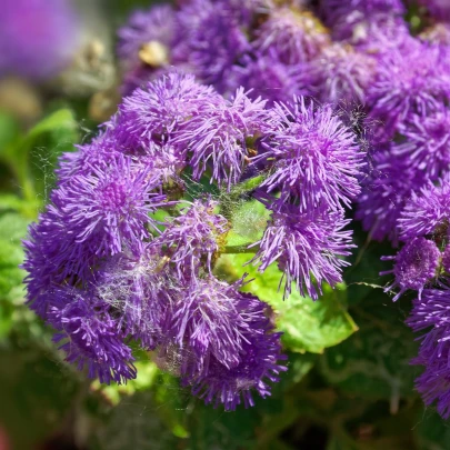 Agerát americký Red Sea - Ageratum houstonianum - semená - 30 ks