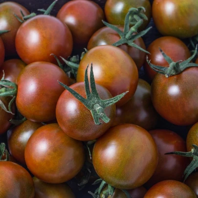 BIO Paradajka čierna Cherry - Solanum lycopersicum - bio semená - 6 ks