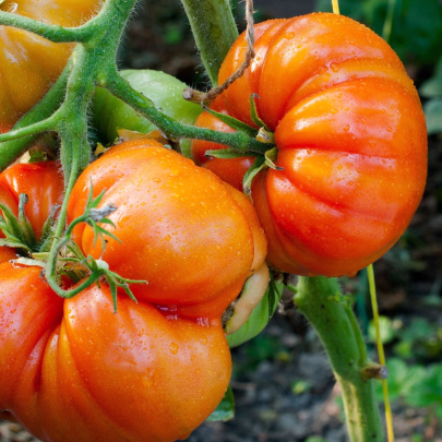 BIO Paradajka Brandywine červená - Solanum lycopersicum - bio semená - 7 ks