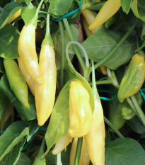 BIO Chilli Lemon Drop - Capsicum baccatum - bio semená - 7 ks