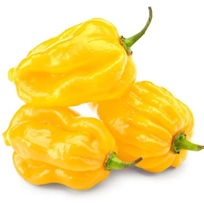 Chilli Big Sun Habanero - Capsicum Chinense - semená - 6 ks