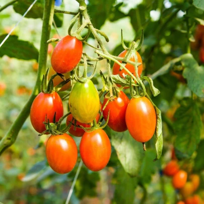 BIO Paradajka Blush - Solanum lycopersicum - bio semená - 6 ks