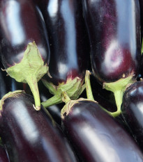 Baklažán Jewel Jet - Solanum melongena - semená - 10 ks