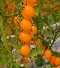 Paradajka Aprikola F1 - Solanum lycopersicum - semená - 7 ks