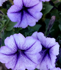 Petúnia Musica F1 Blue Vein - Petunia x grandiflora - semená - 30 ks