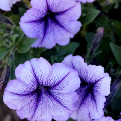 Petúnia Musica F1 Blue Vein - Petunia x grandiflora - semená - 30 ks