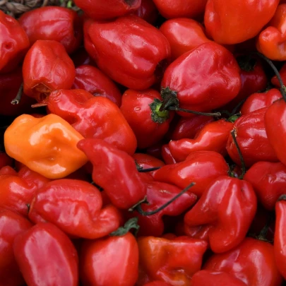 BIO Chilli Habanero červené - Capsicum chinense - bio semená - 6 ks