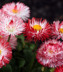 Sedmokráska Roggli ružová - Bellis perennis - semená - 50 ks