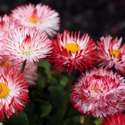 Sedmokráska Roggli ružová - Bellis perennis - semená - 50 ks