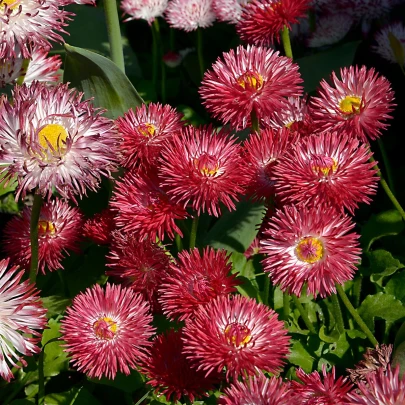 Sedmokráska Roggli červená - Bellis perennis - semená - 50 ks