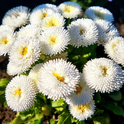 Sedmokráska Roggli biela - Bellis perennis - semená - 50 ks