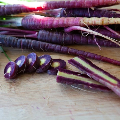 BIO Mrkva fialová Gniff - Daucus carota - bio semená - 400 ks