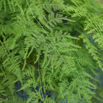 Špargľa hustokvetá - Asparagus plumosus - semená - 5 ks