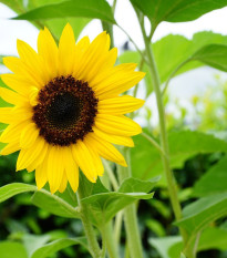 Slnečnica Sunspot - Helianthus annuus - semená - 15 ks