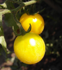 Paradajka Cerise žltá - Solanum lycopersicum - semená - 10 ks