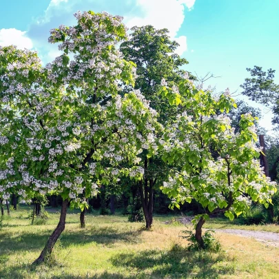 Katalpa bignóniovitá - Catalpa bignonioides - semená - 8 ks