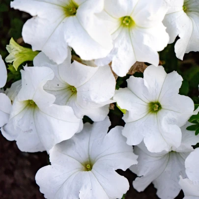 Petúnia Cascata F1 White - Petunia x atkinsiana - semená - 10 ks