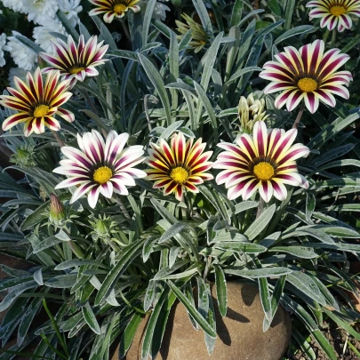 Gazánia Frosta Kiss Flame Mix F1 - Gazania rigens - semená - 18 ks