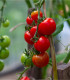 Paradajka Gardeners Delight - Solanum lycopersicum - semená - 10 ks