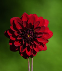 Georgína Thomas Edison - Dahlia - cibuľoviny - 1 ks