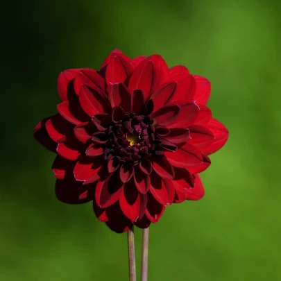 Georgína Thomas Edison - Dahlia - cibuľoviny - 1 ks