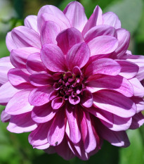 Georgína Fascination - Dahlia - cibuľoviny - 1 ks