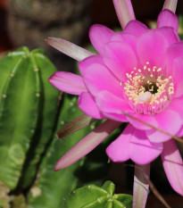 Kaktus - Echinocereus viereckii var. viereckii - semená - 10 ks