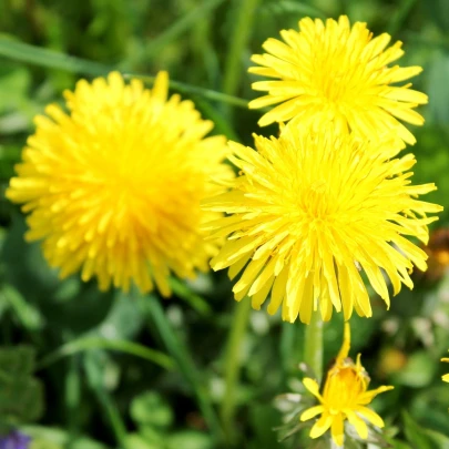 BIO Púpava - Taraxacum officinalis - bio semená - 400 ks