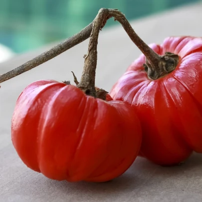 Okrasný baklažán Goyo - Solanum melongena - semená - 10 ks