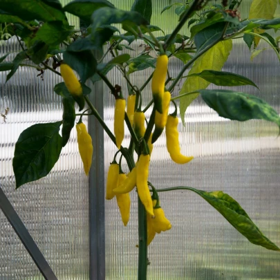 Chilli Aji Pineapple - Capsicum baccatum - semená - 7 ks