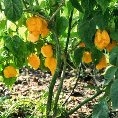 Chilli Carolina Reaper yellow - Capsicum chinense - semená - 5 ks