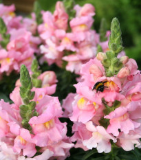 Papuľka väčšia svetlo ružová - Antirrhinum majus - semená - 20 ks