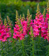 Papuľka väčšia tmavo ružová - Antirrhinum majus - semená - 20 ks