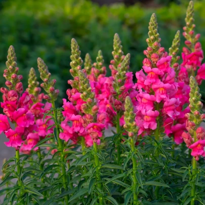 Papuľka väčšia tmavo ružová - Antirrhinum majus - semená - 20 ks