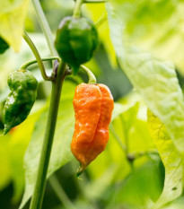 Chilli Bhut Jolokia oranžové - Capsicum chinense - semená - 5 ks