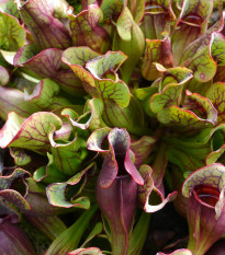 Špirlica purpurová extra veľká - saracénia - Sarracenia purpurea - semená - 12 ks