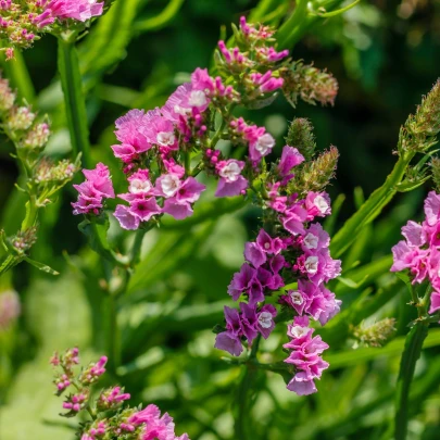 Limonka chobotnatá fialová - Limonium sinuatum - semená - 30 ks