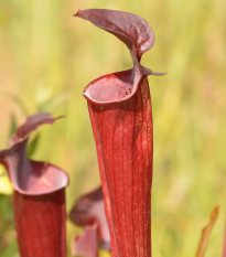 Špirlica červená - Sarracenia rubra - semená - 8 ks