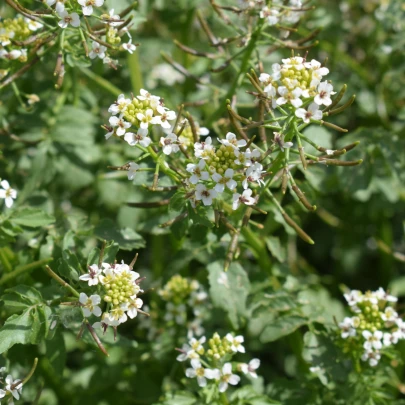 Potočnica lekárska - Nasturtium officinale - semená - 0,5 g