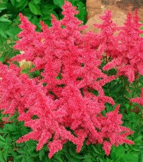 Astilba Koblenz - Astilbe - cibuľoviny - 1 ks