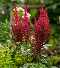 Astilba Else Schluck - Astilbe - cibuľoviny - 1 ks