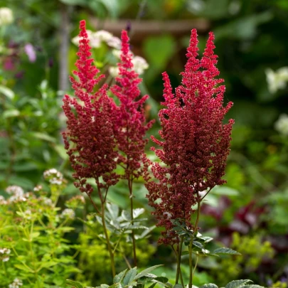 Astilba Else Schluck - Astilbe - cibuľoviny - 1 ks