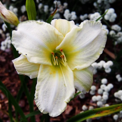 Ľaliovka White Temptation - Hemerocallis - cibuľoviny - 1 ks