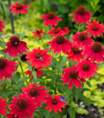 Echinacea Red Magnus - Echinacea - voľnokorenné sadenice echinacey - 1 ks