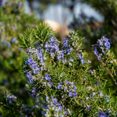 BIO Rozmarín lekársky - Rosmarinus officinalis - bio semená - 30 ks