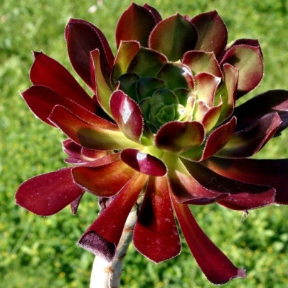 Ružicovka - Aeonium arboreum - semená - 5 ks