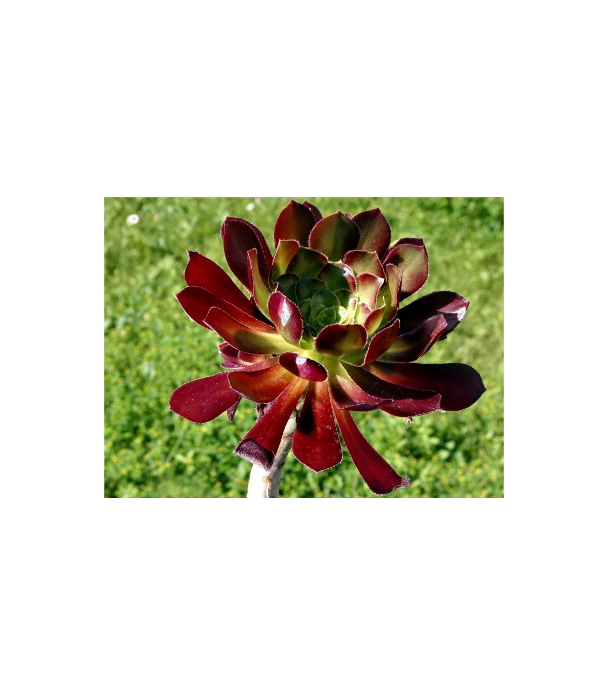 Ružicovka - Aeonium arboreum - semená - 5 ks